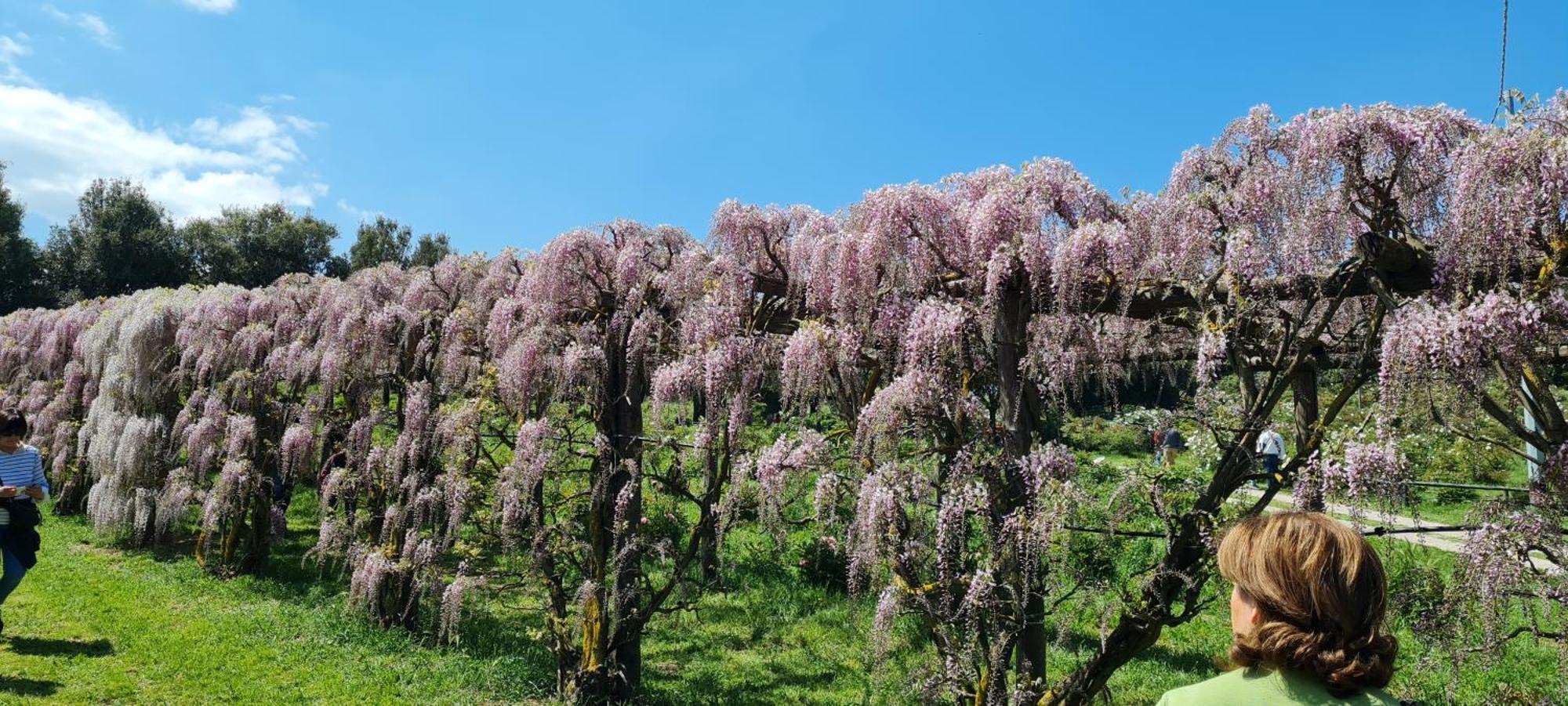 Agriturismo Buonasera Баньореджо Екстериор снимка